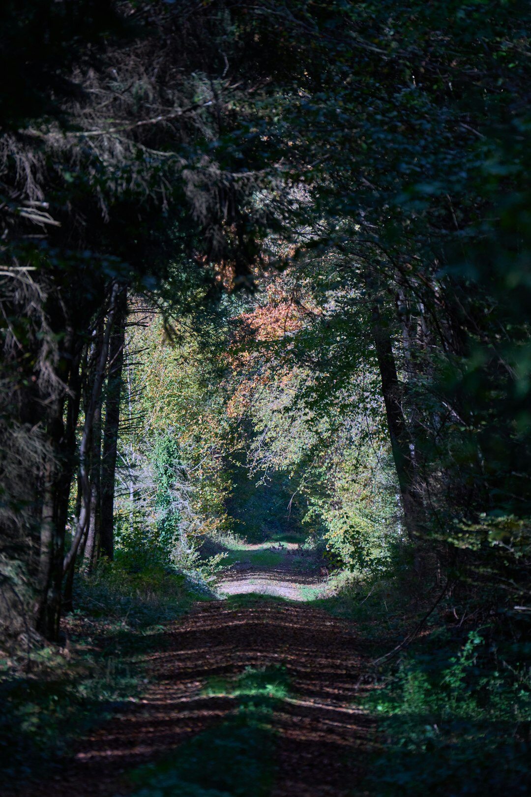 dark forest path at night